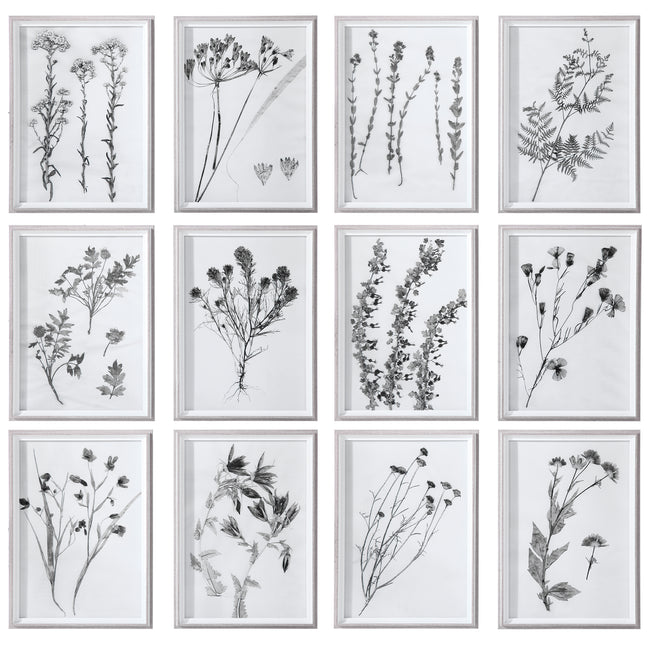 Contemporary Botanicals Framed Prints - Set of 12