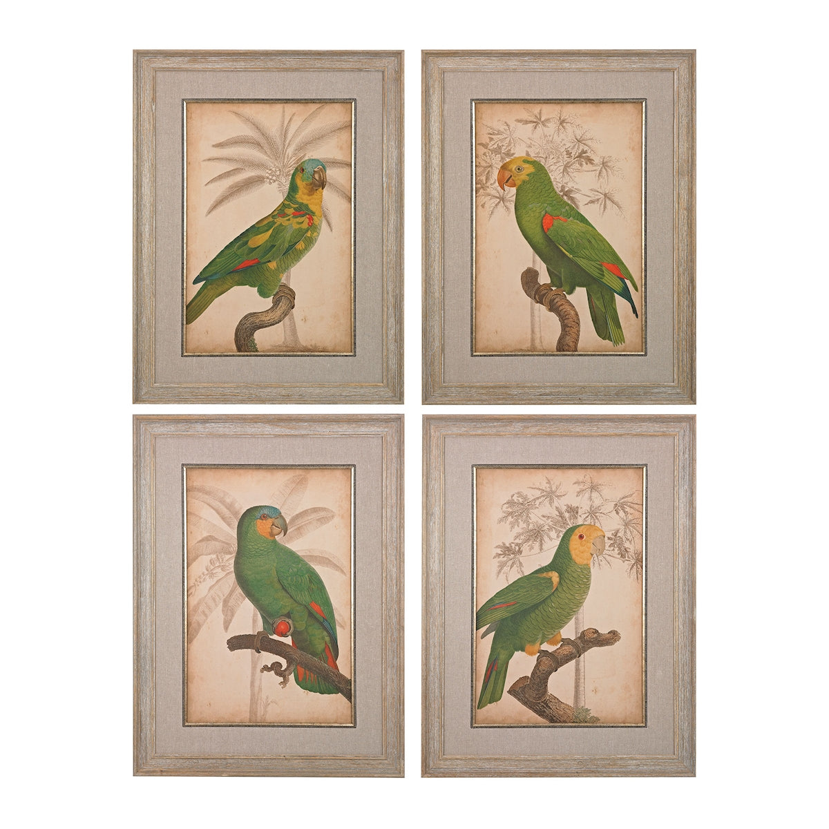 Parrot And Palm I,Ii,Iii,Iv (Fine Art Giclee Under Glass)