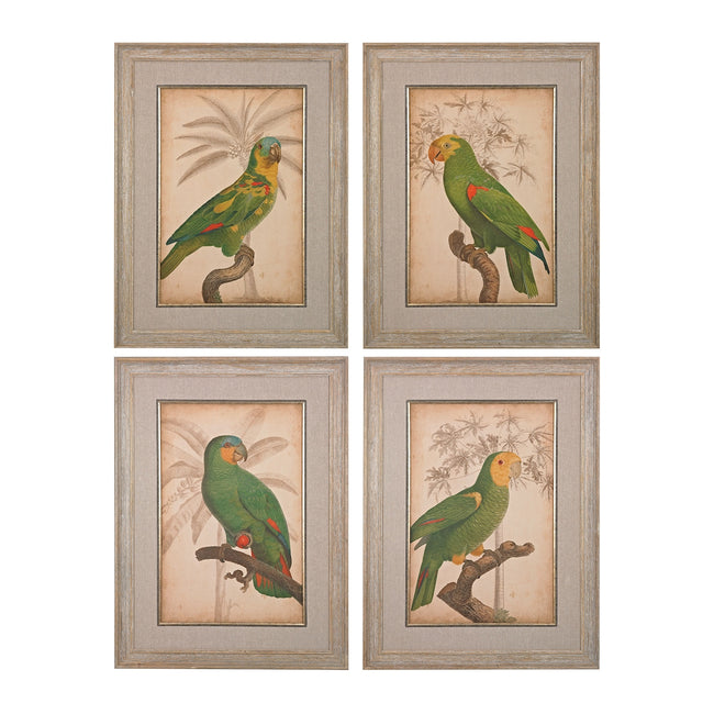 Parrot And Palm I,Ii,Iii,Iv (Fine Art Giclee Under Glass)