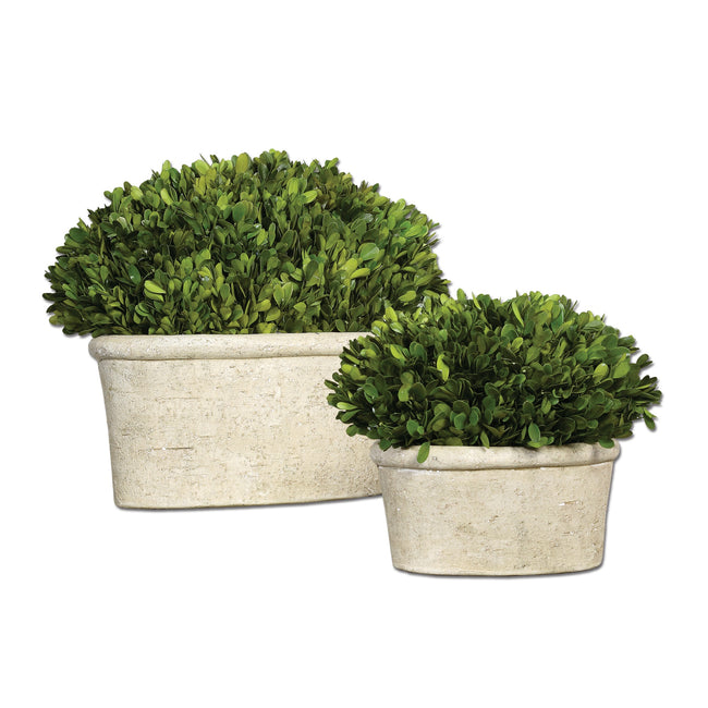 Oval Domes Preserved Boxwood - Set of 2