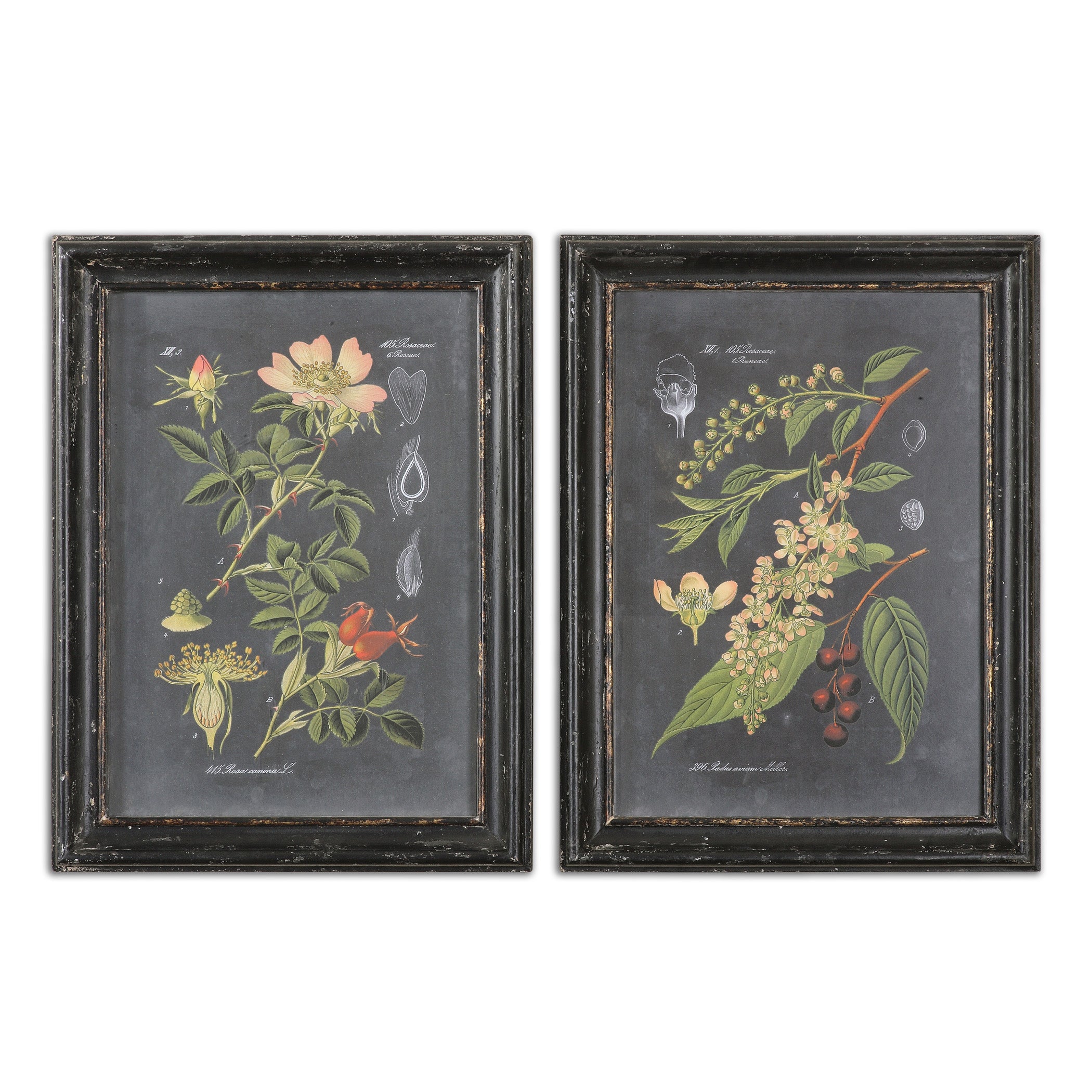 Midnight Botanicals Wall Art - Set of 2