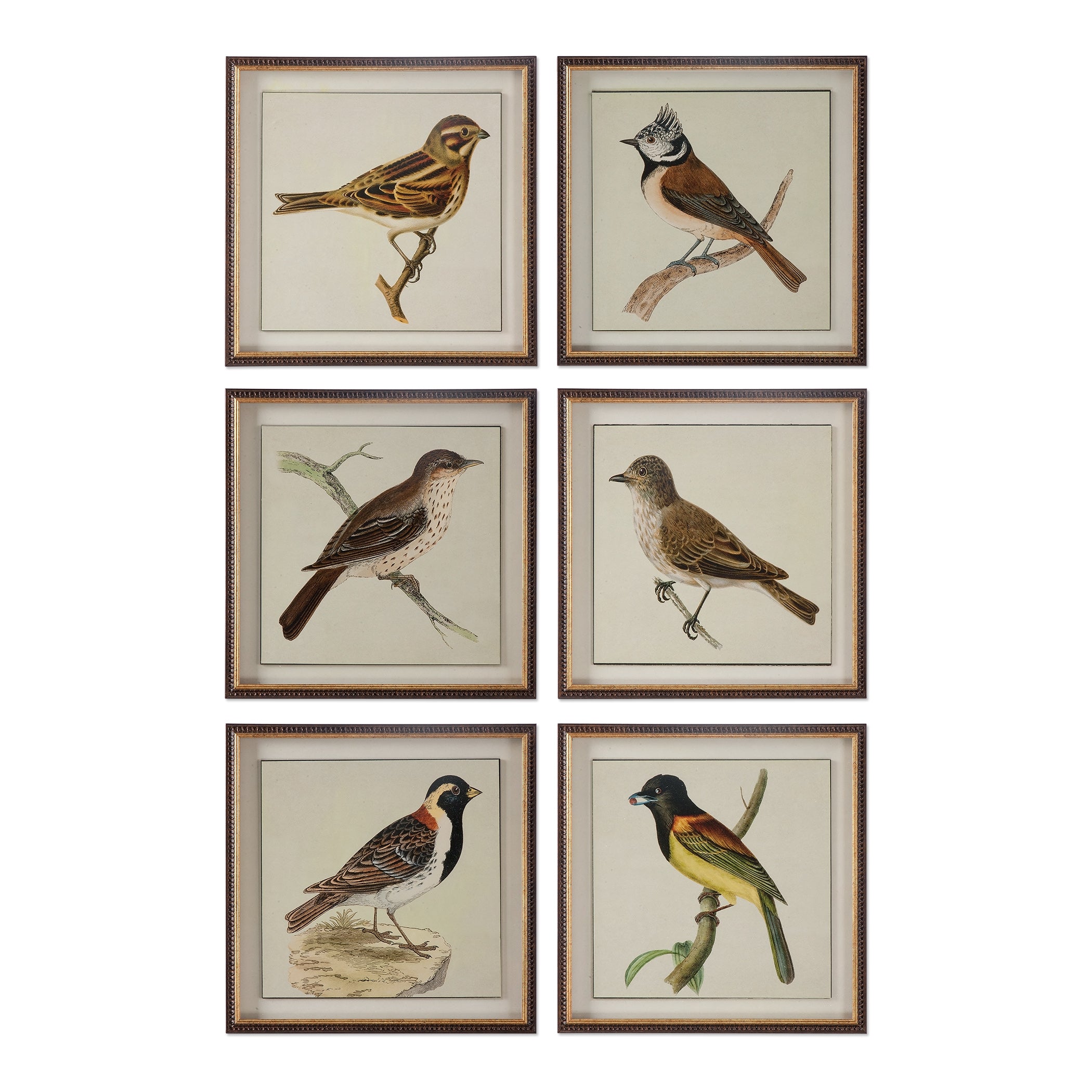 Spring Soldiers Bird Prints - Set of 6