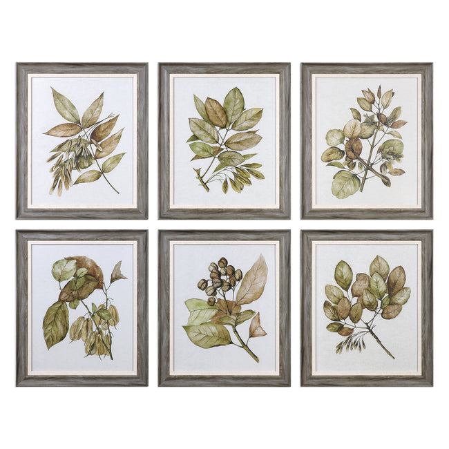 Seedlings Framed Prints - Set of 6