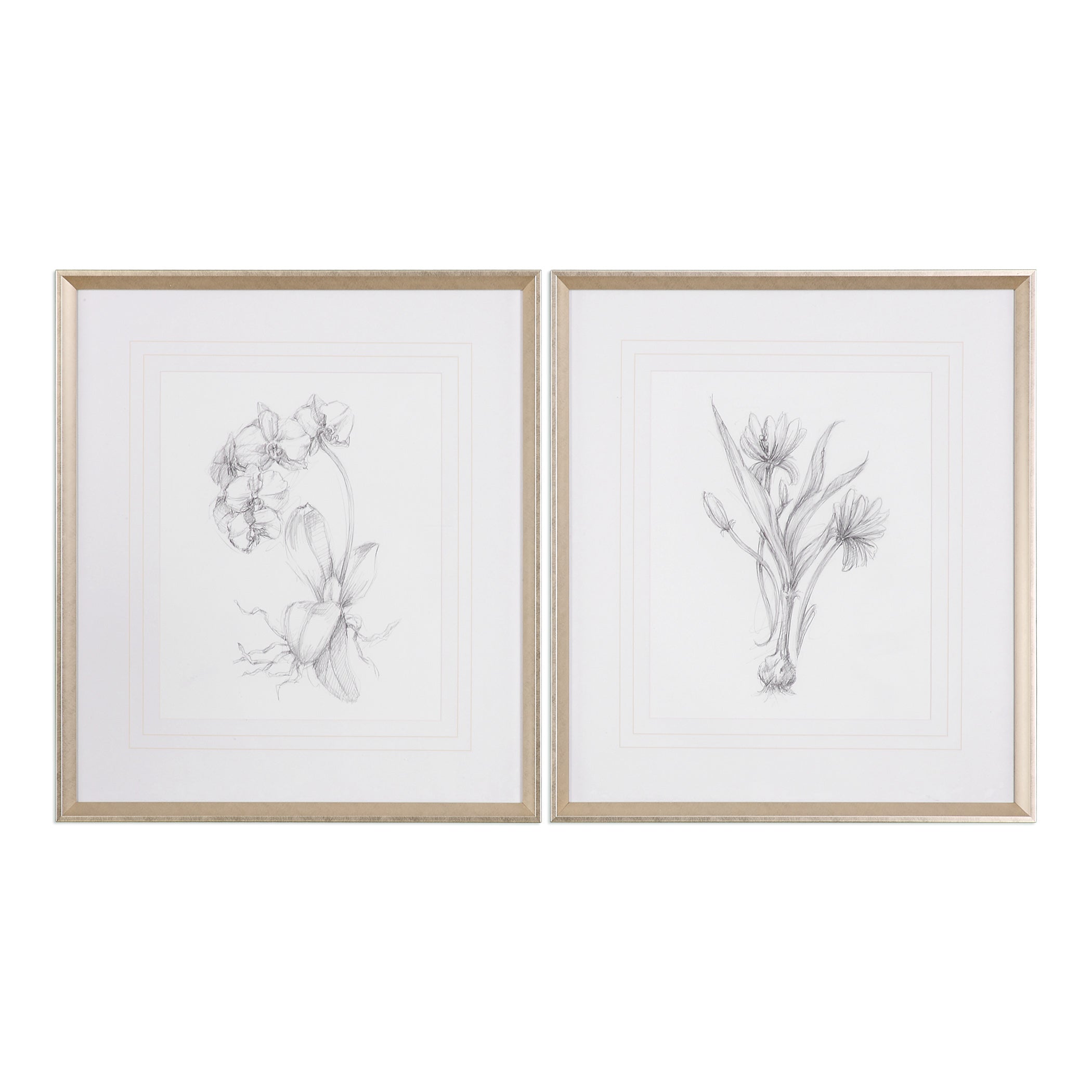 Botanical Sketches Framed Prints - Set of 2