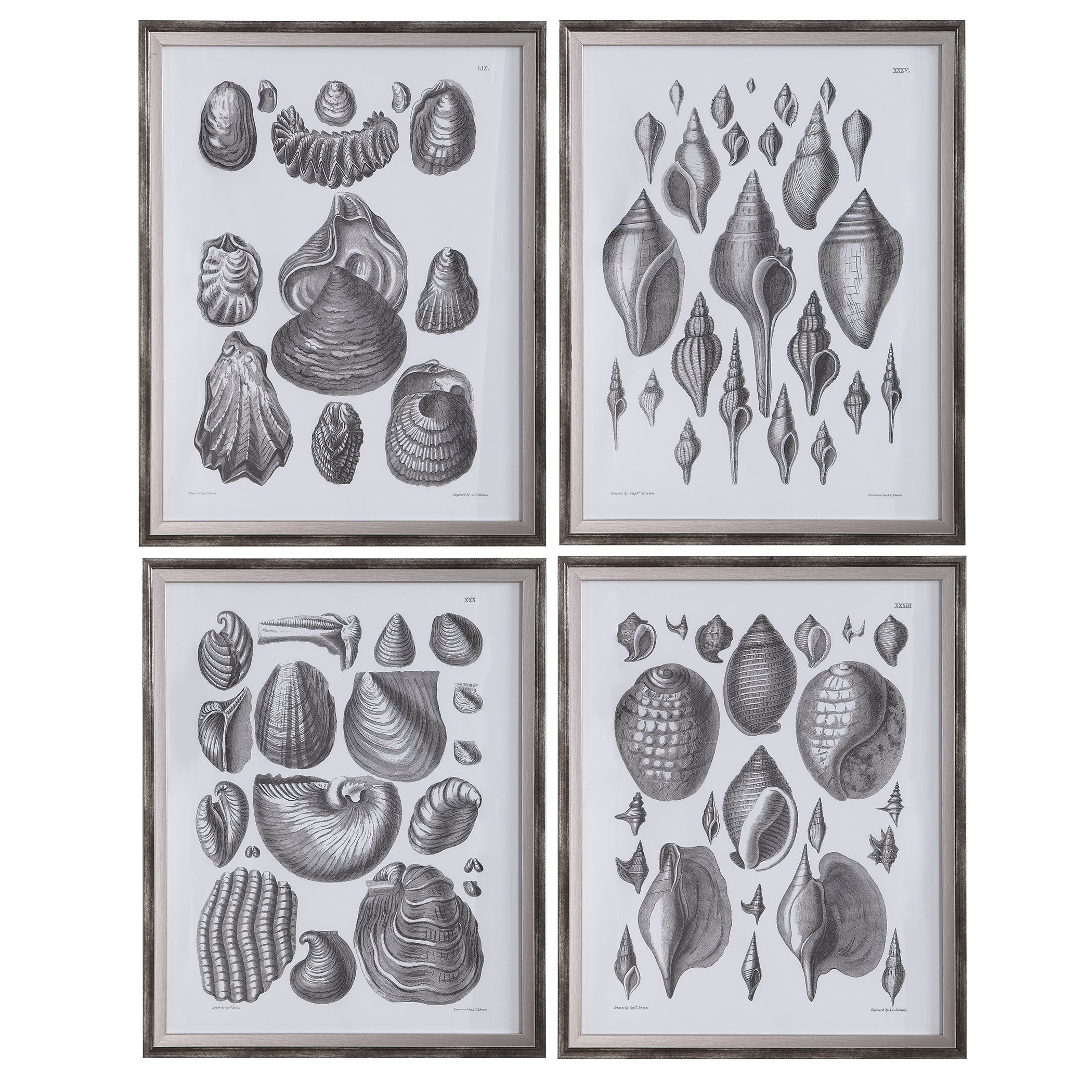 Marine Study Framed Prints - Set of 4