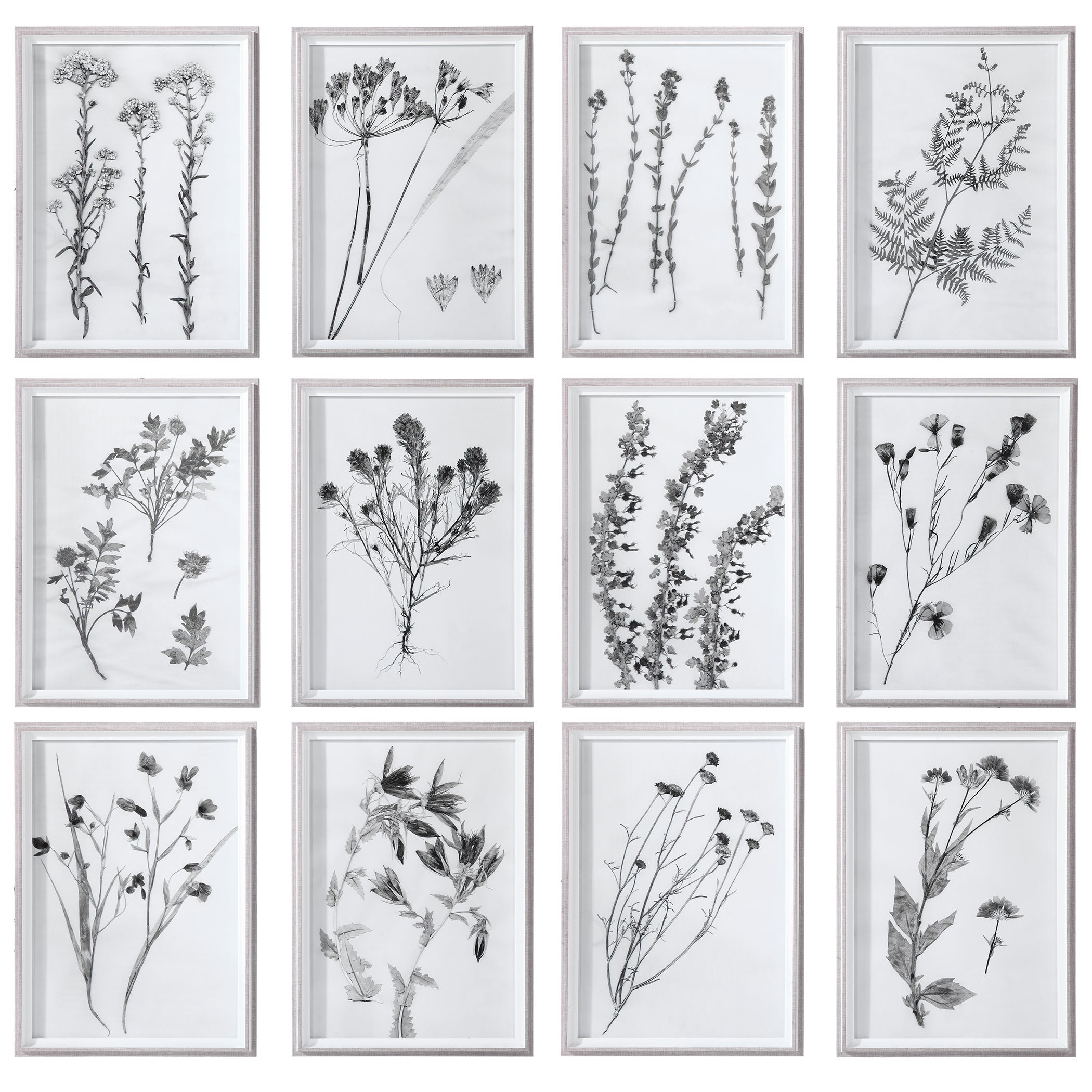 Contemporary Botanicals Framed Prints - Set of 12