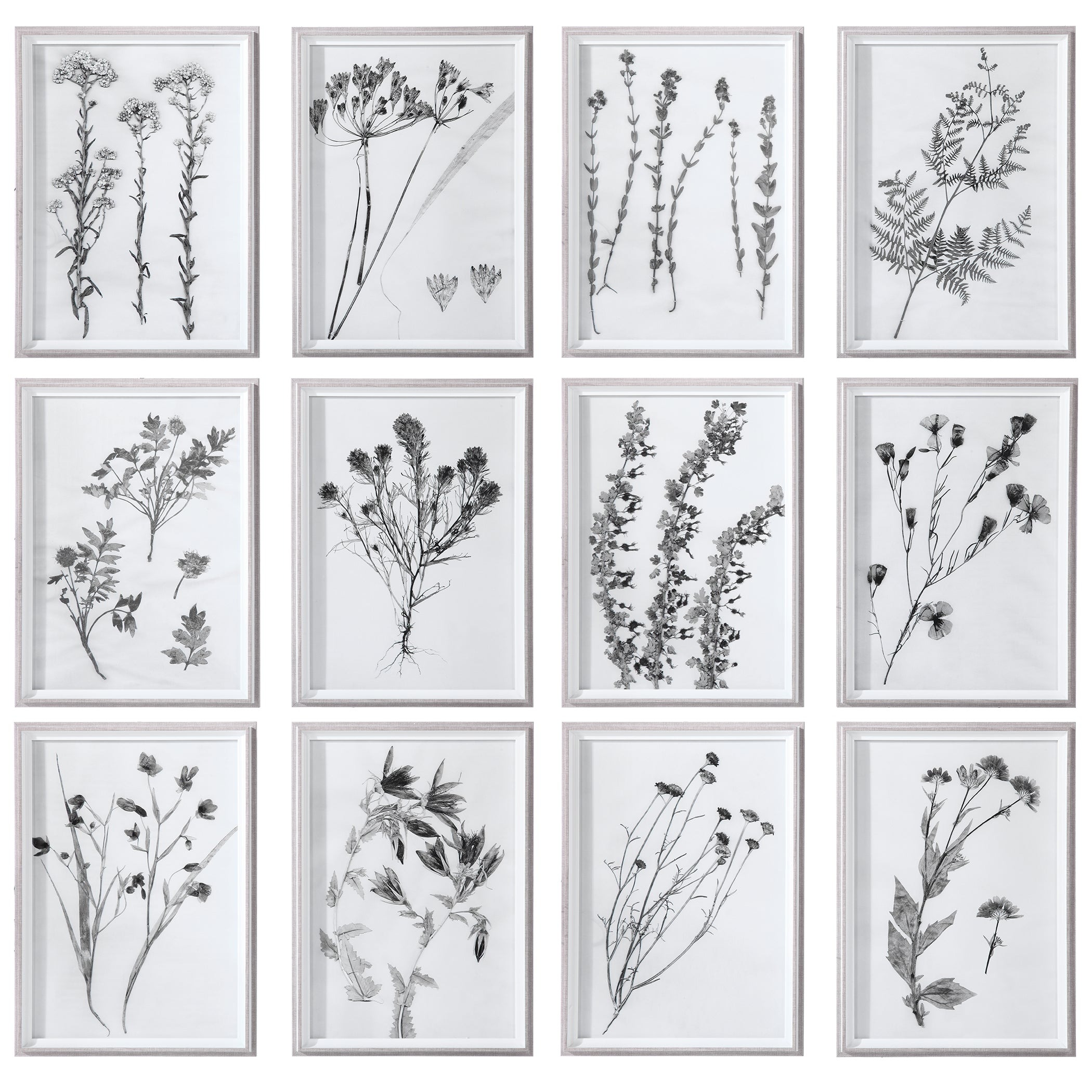 Contemporary Botanicals Framed Prints - Set of 12