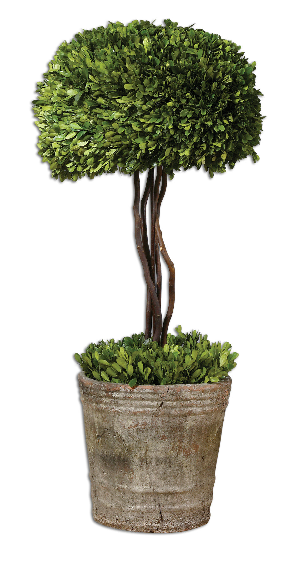 Tree Topiary Preserved Boxwood