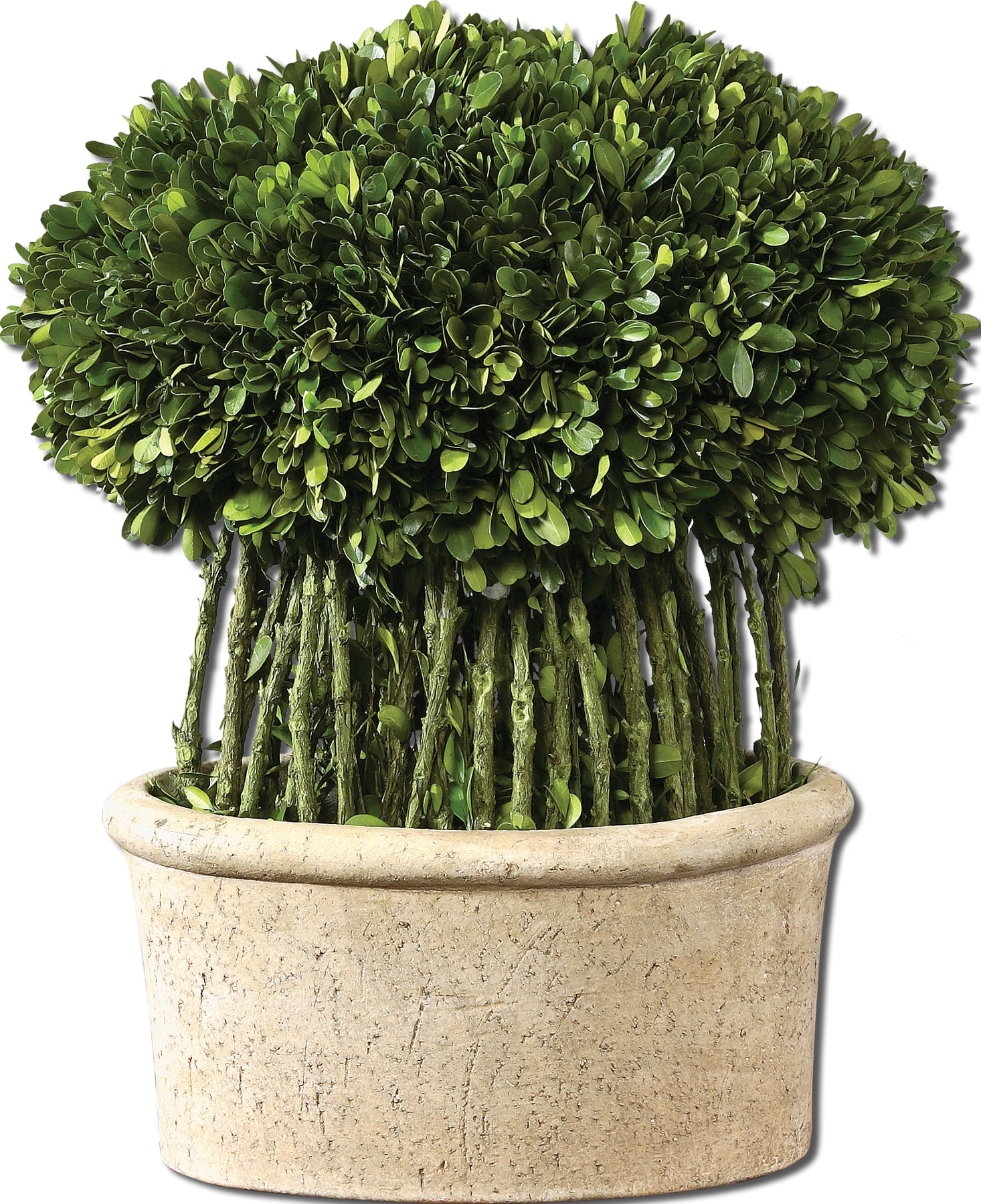 Willow Topiary Preserved Boxwood