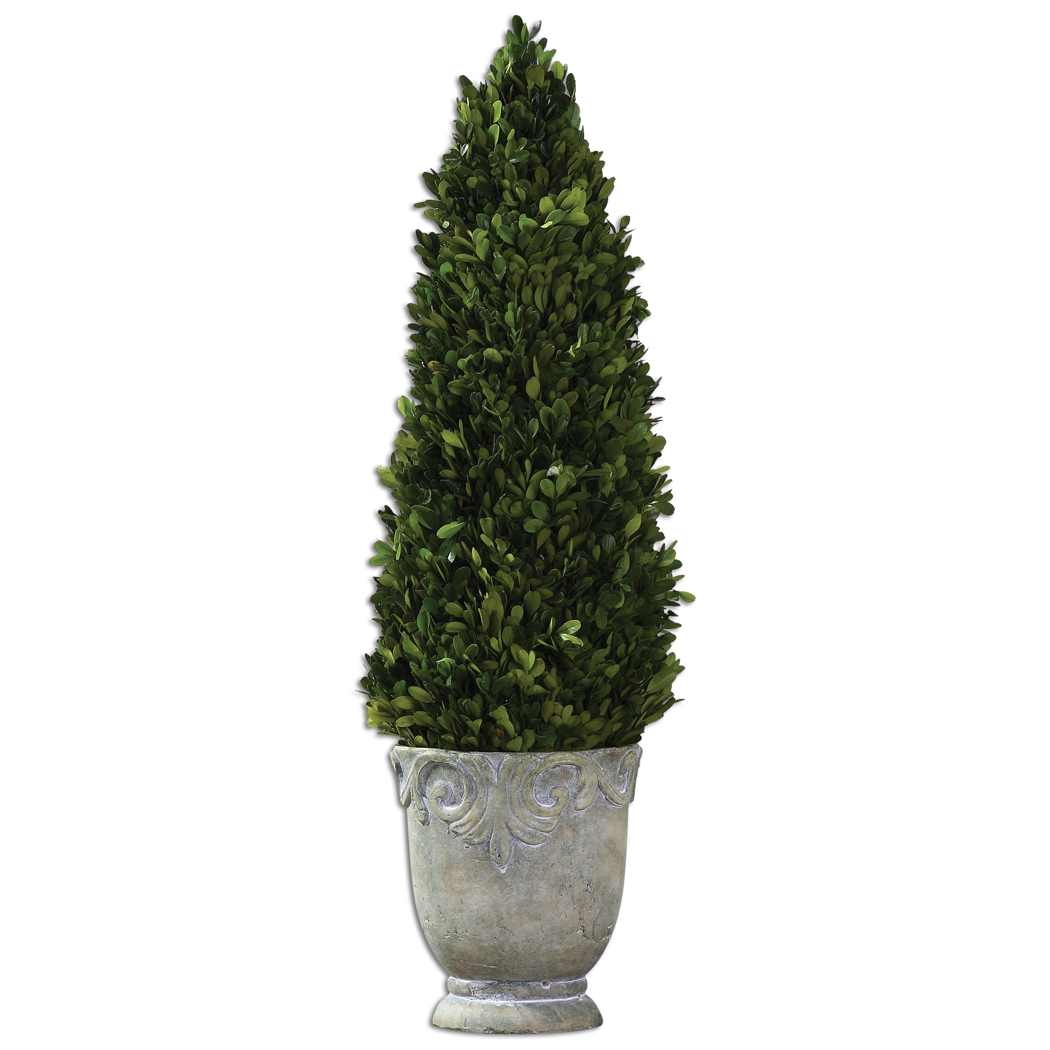 Boxwood Cone Topiary