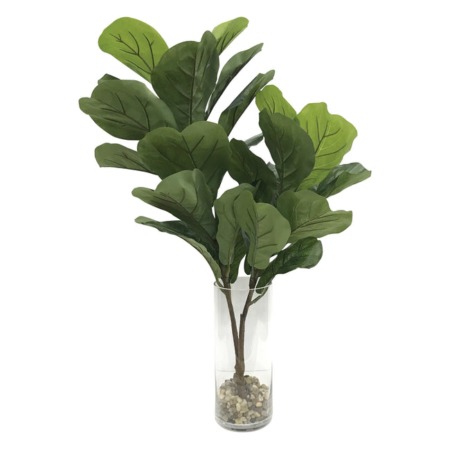 Urbana Fiddle Leaf Fig Plant