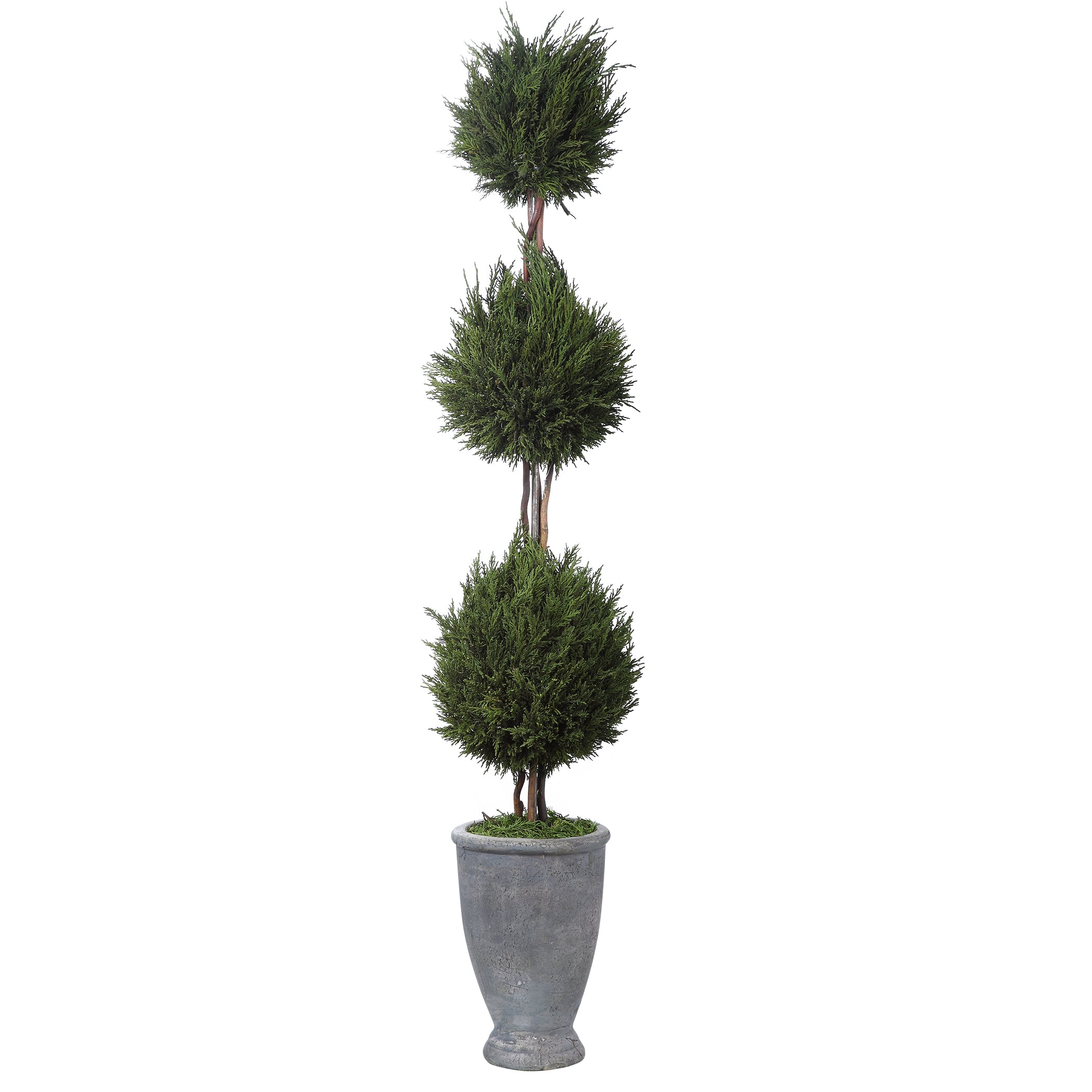 Cypress Triple Topiary