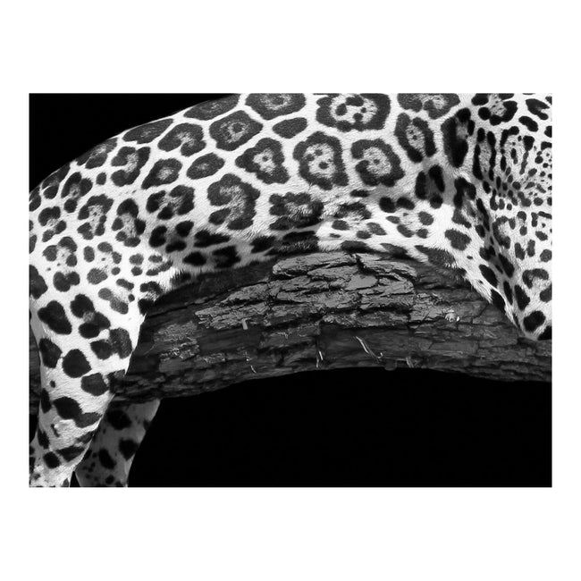 Jaguar Wall Decor